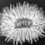 16 Mukhi Rudraksha 27.3mm 4.92gm - Xray