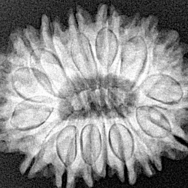 16 Mukhi Rudraksha 27.3mm 4.92gm - Xray