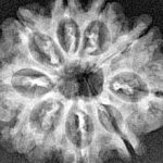 9 Mukhi Rudraksha 25.5mm 3.57gm - Xray