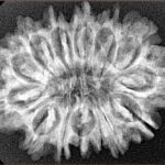 14 Mukhi Rudraksha 29.8mm 4.44gm - Xray