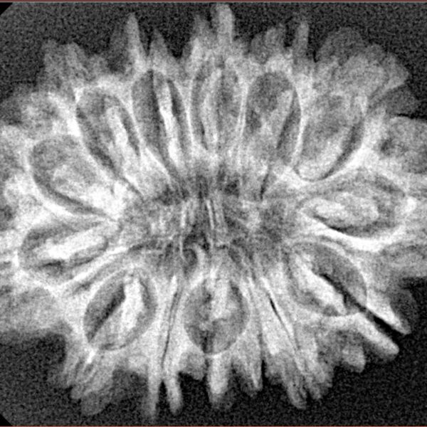 14 Mukhi Rudraksha 29.8mm 4.44gm - Xray