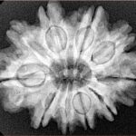 10 Mukhi Rudraksha 28.9mm 5.64gm - Xray