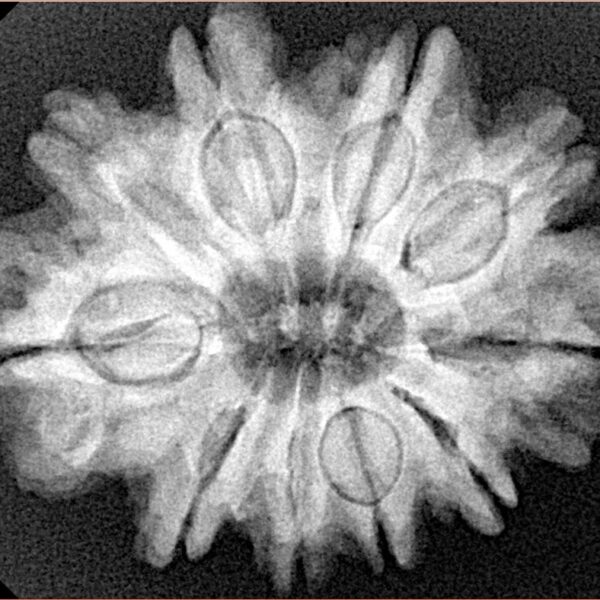 10 Mukhi Rudraksha 28.9mm 5.64gm - Xray