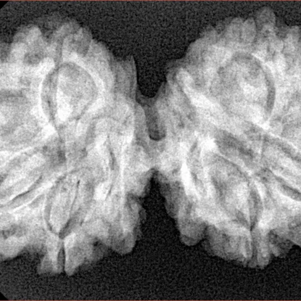8 MK Gaurishankar 36.9mm 6.72gm - Xray