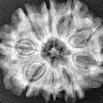 9 Mukhi Rudraksha 25.8mm 3.82gm - Xray