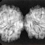 9 MK Gaurishankar 35.4mm 5.76gm - Xray