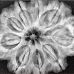 9 Mukhi Rudraksha 31.8mm 8gm - Xray