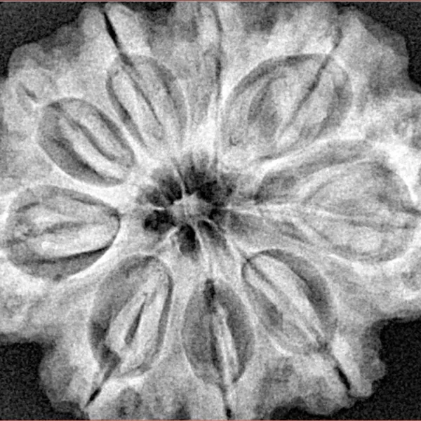 9 Mukhi Rudraksha 31.8mm 8gm - Xray