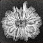 11 Mukhi Ganesh 24mm 3.25gm - Xray