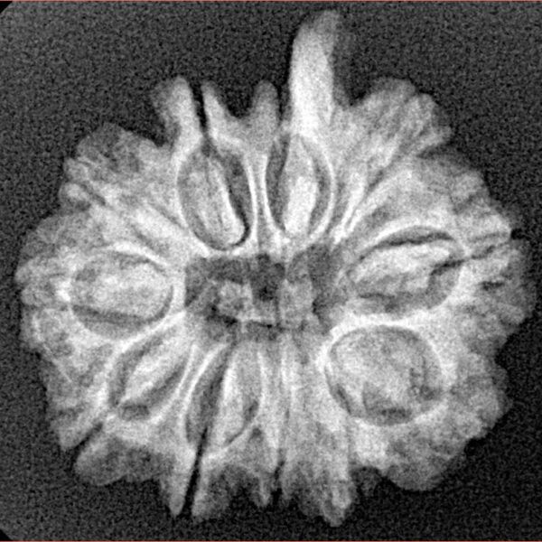 11 Mukhi Ganesh 24mm 3.25gm - Xray