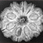 9 Mukhi Rudraksha 27.9mm 6.11gm - Xray