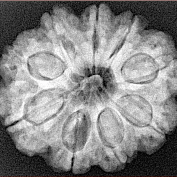 9 Mukhi Rudraksha 27.9mm 6.11gm - Xray