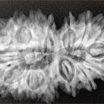 16 Mukhi Gaurishankar 34.8mm 5.92gm - Xray