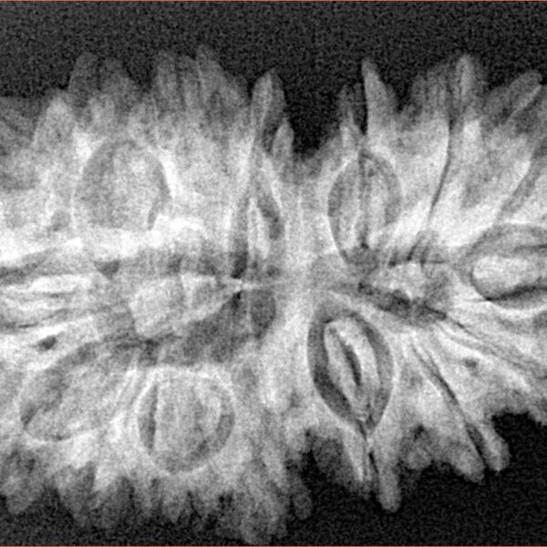 16 Mukhi Gaurishankar 34.8mm 5.92gm - Xray