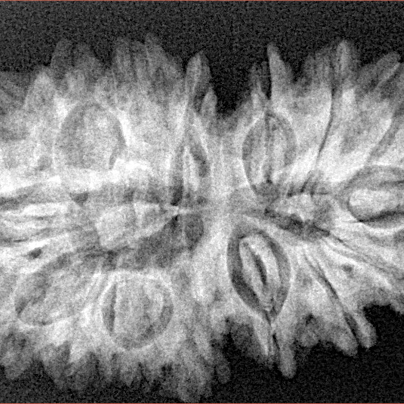16 Mukhi Gaurishankar 34.8mm 5.92gm - Xray