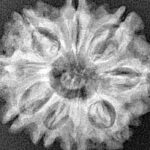 9 Mukhi Rudraksha 25.7mm 4.2gm - Xray