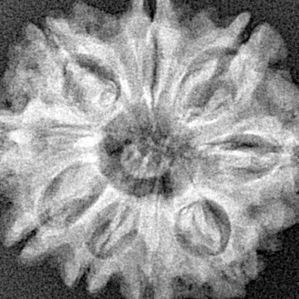 9 Mukhi Rudraksha 25.7mm 4.2gm - Xray