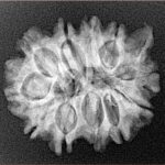 11 Mukhi Ganesh 24.3mm 3.31gm - Xray