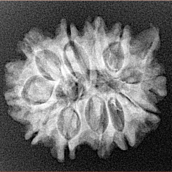 11 Mukhi Ganesh 24.3mm 3.31gm - Xray