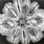 9 Mukhi Rudraksha 31mm 6.35gm - Xray