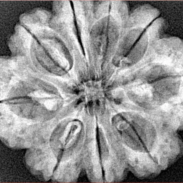 9 Mukhi Rudraksha 31mm 6.35gm - Xray