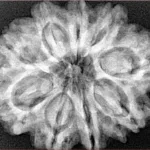 9 Mukhi Rudraksha 29.9mm 6.89gm - Xray