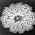 9 Mukhi Rudraksha 26.5mm 5gm - Xray