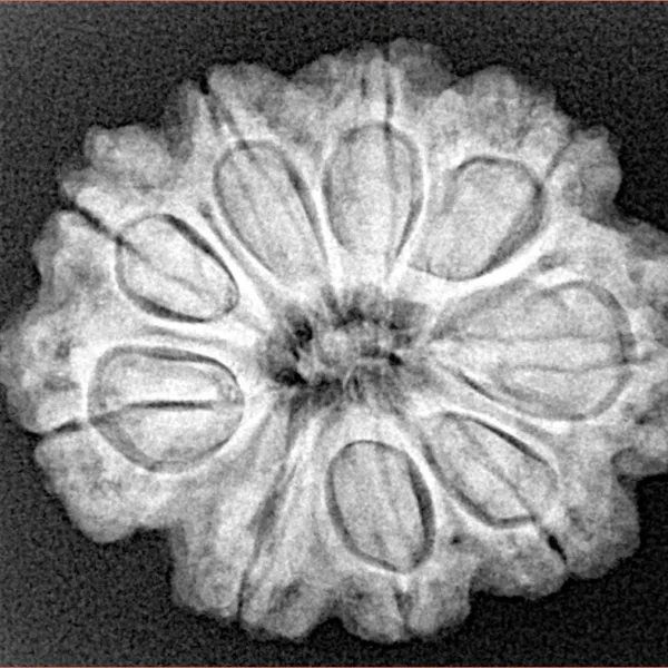 9 Mukhi Rudraksha 26.5mm 5gm - Xray