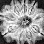 9 Mukhi Rudraksha 27.7mm 6gm - Xray