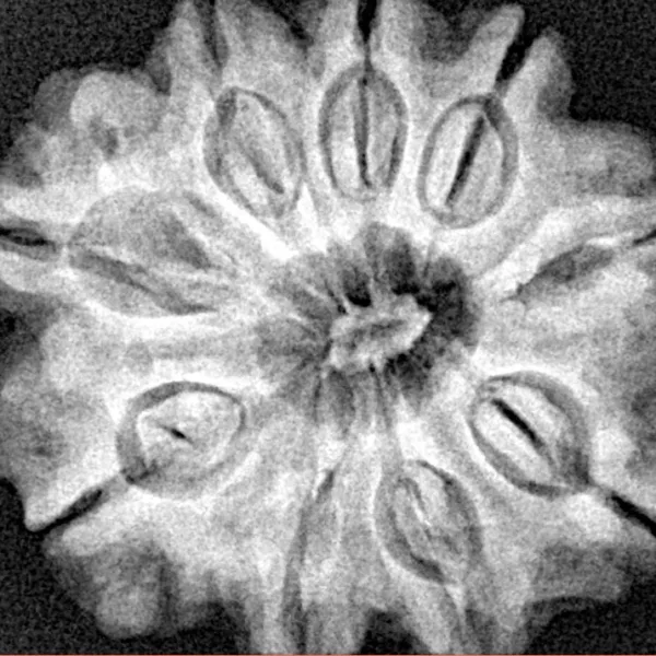 9 Mukhi Rudraksha 27.7mm 6gm - Xray