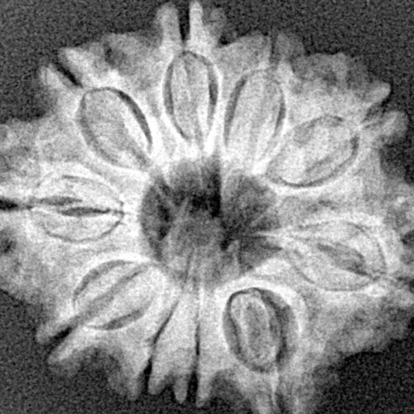 10 Mukhi Rudraksha 25.2mm 4.07gm - Xray