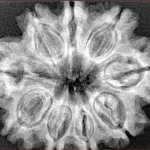 9 Mukhi Rudraksha 31.4mm 6.25gm - Xray