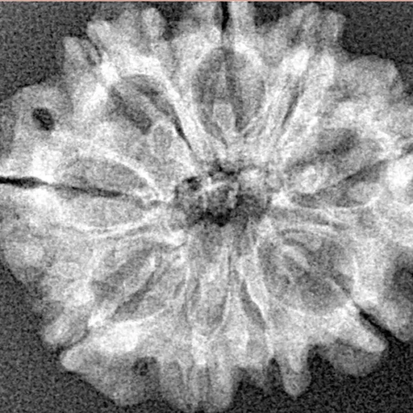 9 Mukhi Rudraksha 25.5mm 3.5gm - Xray