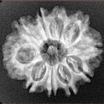 10 Mukhi Rudraksha 24.5mm 3.5gm - Xray