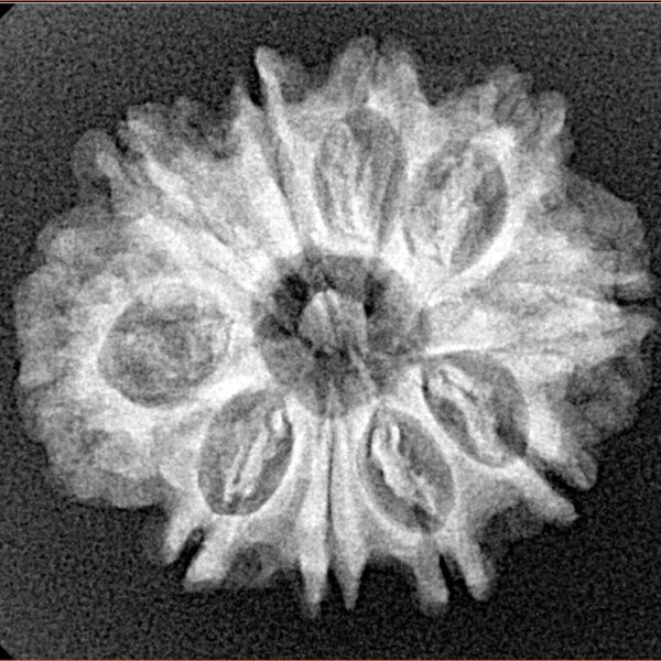 10 Mukhi Rudraksha 24.5mm 3.5gm - Xray