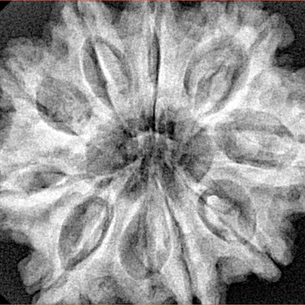 9 Mukhi Rudraksha 30.9mm 7.25gm - Xray