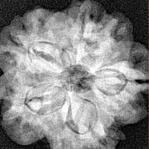 1MK(Underdeveloped) 22.5mm 3.79gm - Xray