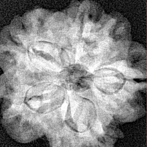 1MK(Underdeveloped) 22.5mm 3.79gm - Xray