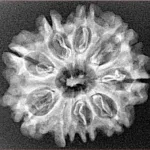 9 Mukhi Rudraksha 26mm 2.86gm - Xray