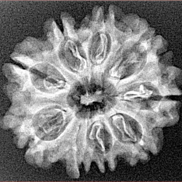 9 Mukhi Rudraksha 26mm 2.86gm - Xray