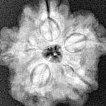 1MK(Underdeveloped) 22.6mm 3.93gm - Xray