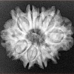 10 Mukhi Rudraksha 24.9mm 4.06gm - Xray