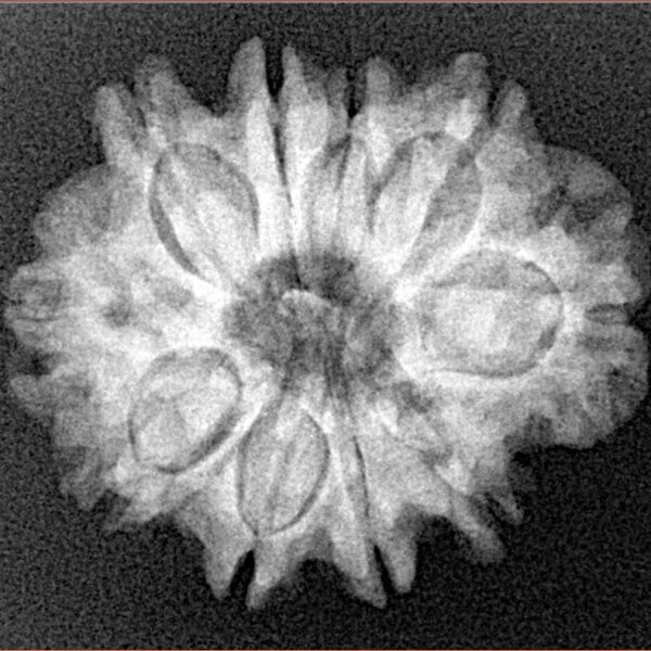 10 Mukhi Rudraksha 24.9mm 4.06gm - Xray