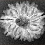 12 Mukhi Rudraksha 26mm 4.18gm - Xray