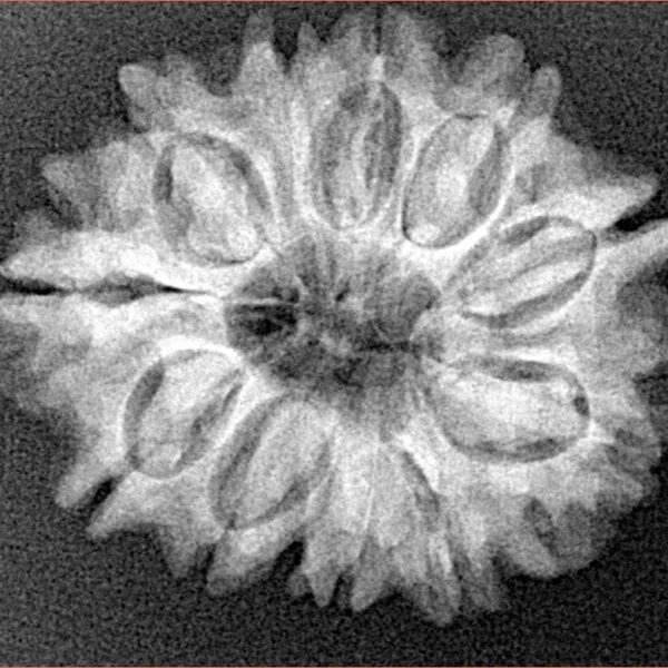 12 Mukhi Rudraksha 26mm 4.18gm - Xray