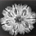 9 Mukhi Rudraksha 26.2mm 3.68gm - Xray