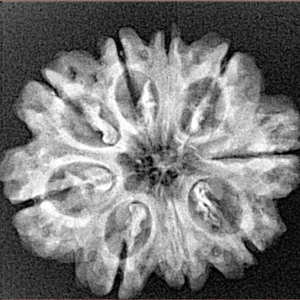 9 Mukhi Rudraksha 26.2mm 3.68gm - Xray
