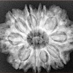 10 Mukhi Rudraksha 28mm 5.4gm - Xray