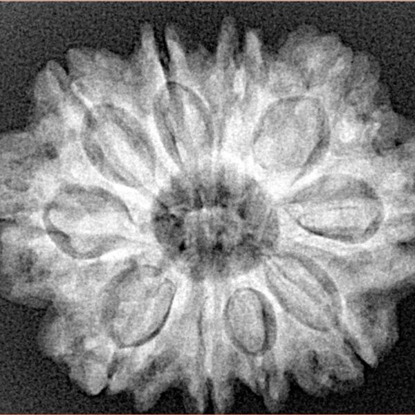 10 Mukhi Rudraksha 28mm 5.4gm - Xray