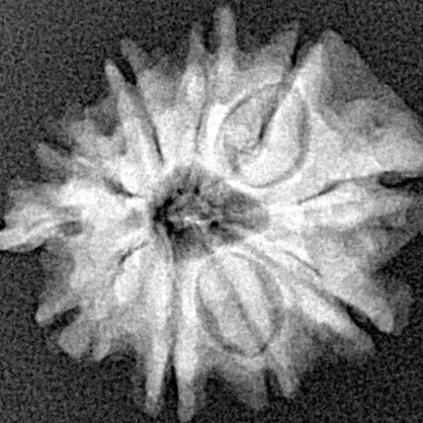 10 Mukhi Ganesh 20.7mm 2.21gm - Xray